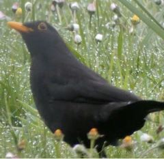 Turdus merula