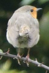 Erithacus rubecula