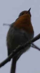 Erithacus rubecula