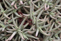 Crassula macowaniana