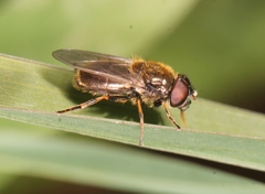 Cheilosia vernalis
