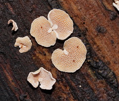 Panellus luxfilamentus