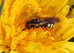 Nomada fucata