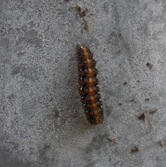 Euplagia quadripunctaria