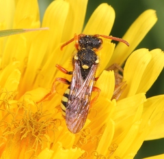 Nomada fucata