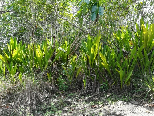 Ludovia lancifolia, photograph 6