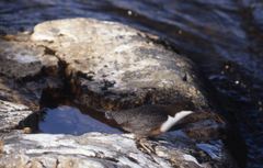 Cinclus cinclus gularis