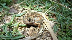 Pelobates fuscus insubricus