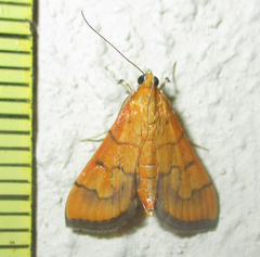 Orphanostigma haemorrhoidalis
