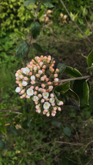 Viburnum carlesii