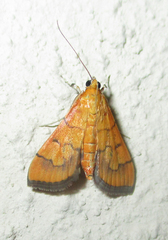 Orphanostigma haemorrhoidalis