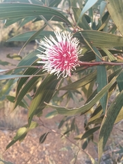 Hakea laurina