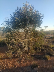 Hakea laurina