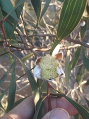 Hakea laurina