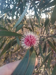 Hakea laurina
