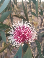 Hakea laurina