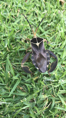 Petascelis remipes