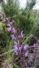 Salvia sclareoides