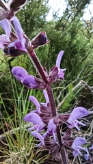 Salvia sclareoides