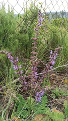 Salvia sclareoides