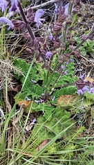 Salvia sclareoides