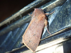 Orthosia transparens