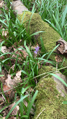 Hyacinthoides non-scripta
