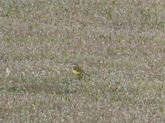 Motacilla flava iberiae