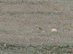 Motacilla flava iberiae