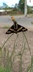 Sarbia damippe