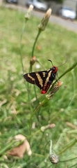 Sarbia damippe