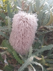 Banksia baueri