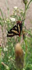 Sarbia damippe