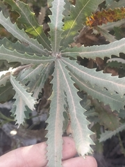 Banksia baueri