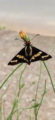Sarbia damippe