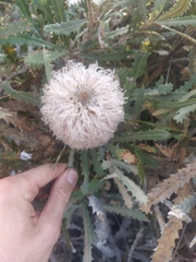 Banksia baueri