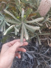 Banksia baueri