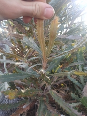 Banksia baueri