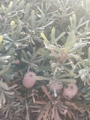 Banksia baueri