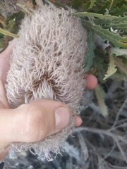 Banksia baueri