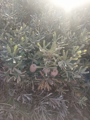Banksia baueri
