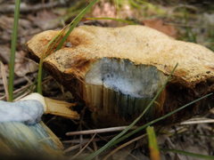 Gyroporus cyanescens