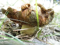 Gyroporus cyanescens