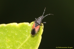 Oxycarenus