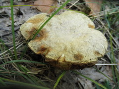 Gyroporus cyanescens