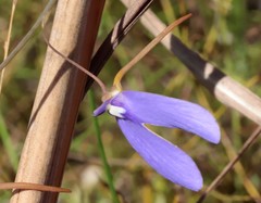 Utricularia leptoplectra