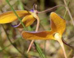 Utricularia leptoplectra