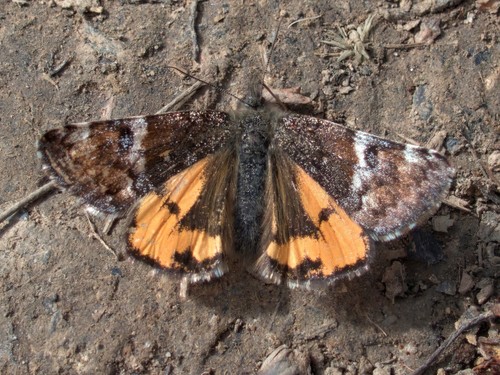 Orange Underwing