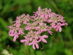 Heracleum austriacum siifolium