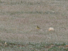 Motacilla flava iberiae